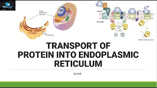 Transport of Protein In Endoplasmic Reticulum [upl. by Brody]