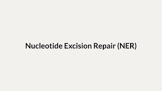 Nucleotide Excision Repair NER [upl. by Nereil]