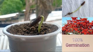 Fire Tree Seed Germination [upl. by Bambie]