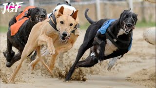 Greyhound dog  Track racing [upl. by Asoj]