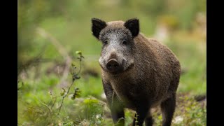 Wild Italy  Il Cinghiale Documentario [upl. by Novar869]