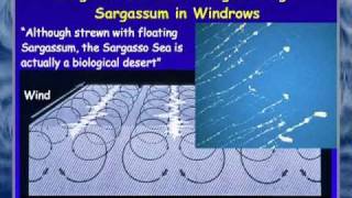 FAU OSLS  Secrets of the Sargasso Sea  Brian Lapointe PhD [upl. by Aynat]