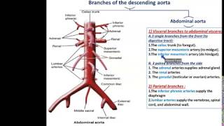 Arteries of the Thorax  Dr Ahmed Farid [upl. by Ysle]