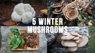 5 Winter Mushrooms Autumn Fall Foraging and Cooking Edible and Medicinal Mushrooms How to Identify [upl. by Ahsed413]