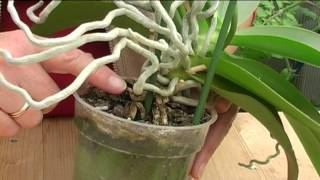 How to Grow Orchids [upl. by Aytak]