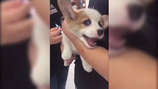 Dogs crying screaming at the vet try not to laugh [upl. by Idroj502]