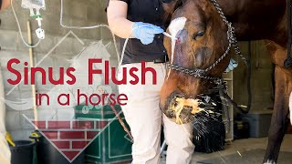 Flushing a Horses Sinus [upl. by Auqined]