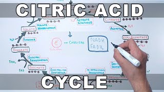 Citric Acid Cycle  Krebs Cycle [upl. by Trude]