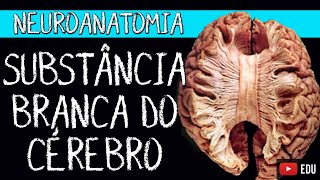 SUBSTÂNCIA BRANCA DO CÉREBRO Video aula  Neuroanatomia Funcional com Rogério Souza Telencéfalo [upl. by Anaitsirk]