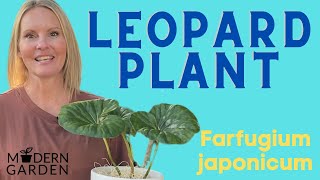 Leopard Plant Houseplant Care  Farfugium Japonicum  MOODY BLOOMS [upl. by Kore]