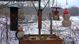 Pine Siskins Join American Goldfinches On Feeder Tray At Sapsucker Woods – Dec 8 2020 [upl. by Cohl]