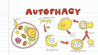 What is Autophagy [upl. by Kenti]