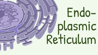 Endoplasmic Reticulum Structure amp Functions [upl. by Anaytat]