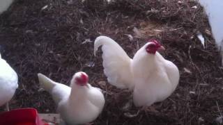 Bantams White old English bantams and more [upl. by Verdi]