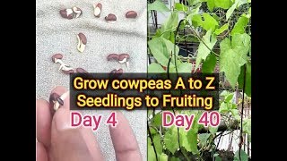 how to grow Cowpea how to germinate Cowpea seed [upl. by Ijies]