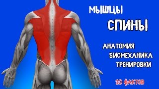 МЫШЦЫ СПИНЫ 10 Фактов Анатомия Тренировки и Биомеханика [upl. by Arrakat]