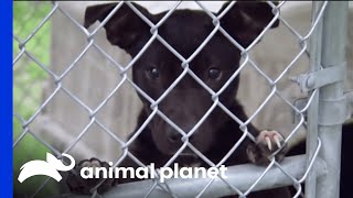 Villalobos Rescue Centre Helps Dogs Rescued From Fighting Rings  Pit Bulls amp Parolees [upl. by Nolahc751]