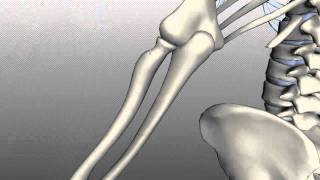 Acromioclavicular Joint Movement  Shoulder Anatomy amp Kinesiology [upl. by Iztim567]