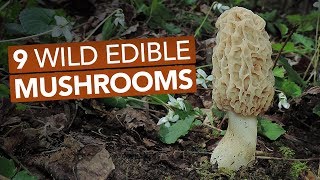 9 Wild Edible Mushrooms You Can Forage This Spring [upl. by Namyac]