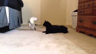 Cat Ferret play fighting [upl. by Ardnic]