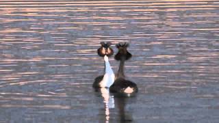 Great Crested Grebe Courtship Dance [upl. by Michelina]