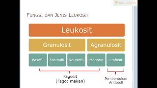 Leukosit Sel Darah Putih Biologi  SBMPTN UN SMA [upl. by Atiuqrahc]