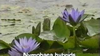 fragrant water lily Nymphaea odorata [upl. by Emelin]