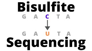 Bisulfite Sequencing  detect DNA Methylation [upl. by Anitsugua]