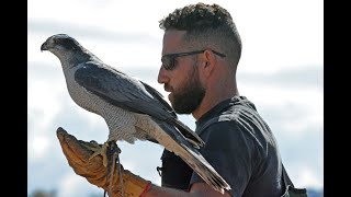 Imprinting Hacking and Hunting a NA Goshawk for Falconry [upl. by Isaak247]