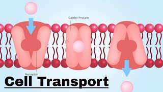 Cell transport Passive and Active Transport [upl. by Elocin]