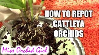 How to repot a Cattleya orchid [upl. by Nrevel]