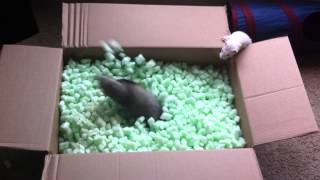 Ferrets playing in packing peanuts [upl. by Huntington]