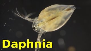 Daphnia [upl. by Einnaj180]