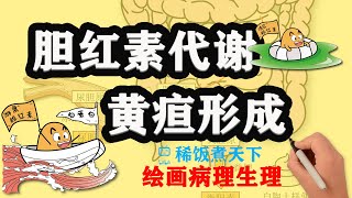 【绘画病理生理】胆红素代谢与黄疸的形成 [upl. by Solim103]