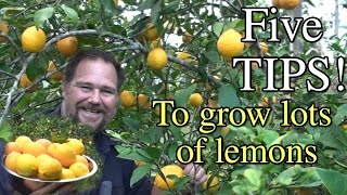 5 Tips How to Grow a Ton of Lemons on One Tree [upl. by Odele]