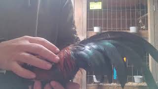 BB Red Old English Game Bantam part 1 introduction to the breeders [upl. by Justus]