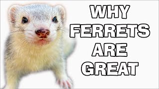 Why Ferrets Make Great Pets [upl. by Mullen]