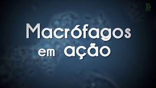 Macrófagos em ação [upl. by Haiasi640]