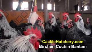 Birchen Cochin Bantam Chicken Breed Breeder Flock  Cackle Hatchery [upl. by Tomaso732]