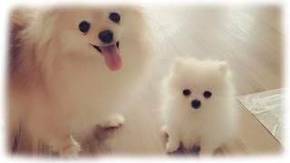 Our tiny white micro  teacup pomeranian puppy [upl. by Ahtebat]