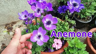 How to Grow and Care Anemone Flowers [upl. by Ynohtnaleahcim]