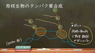 おうち生物 24 原核生物の転写翻訳 高校生物 [upl. by Uzzial]