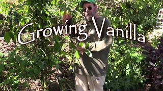 Growing Vanilla [upl. by Brockwell461]