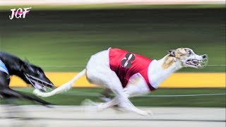 Greyhounds  8 dogs  Track race [upl. by Chevy543]