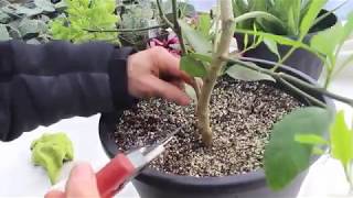 How to Care for Lemon Trees [upl. by Drofhsa]