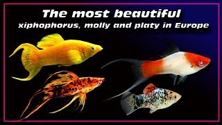 the most beautiful xiphophorus fish  molly and platy in Europe ✔ [upl. by Balliol17]