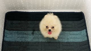 Adopt Small Teacup Pomeranian Puppies White  MR PET 22 [upl. by Yrro]