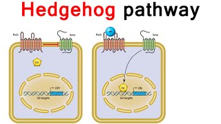 Hedgehog signaling Pathway [upl. by Eimyaj]