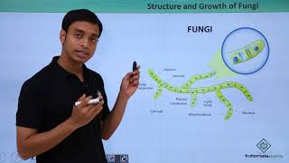 Class 11th – Fungi  Structure and growth  Biological Classification  Tutorials Point [upl. by Franchot338]