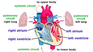 The Circulatory System Part 1 The Heart [upl. by Eileme]